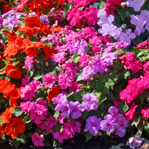 Impatiens SunStanding